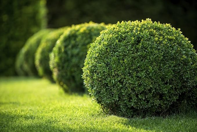 Japanese Boxwood | 3 Live 4 Inch Pots | Buxus Microphylla | Formal Evergreen Low Maintenance Hedge Plants