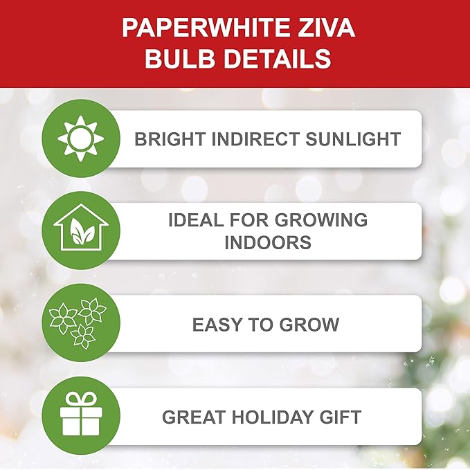 Garden State Bulb Ziva Paperwhite Flower Bulbs, 14/15cm, Fragrant, Holiday Blooms! (Bag of 60)