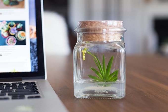 Bloomify Award Winning, Maintenance Free Dancing Orchid Terrarium - Psygmorchis Pusilla - Miniature, No Green Thumb Necessary, Great for Work, Home, Unique Gift.