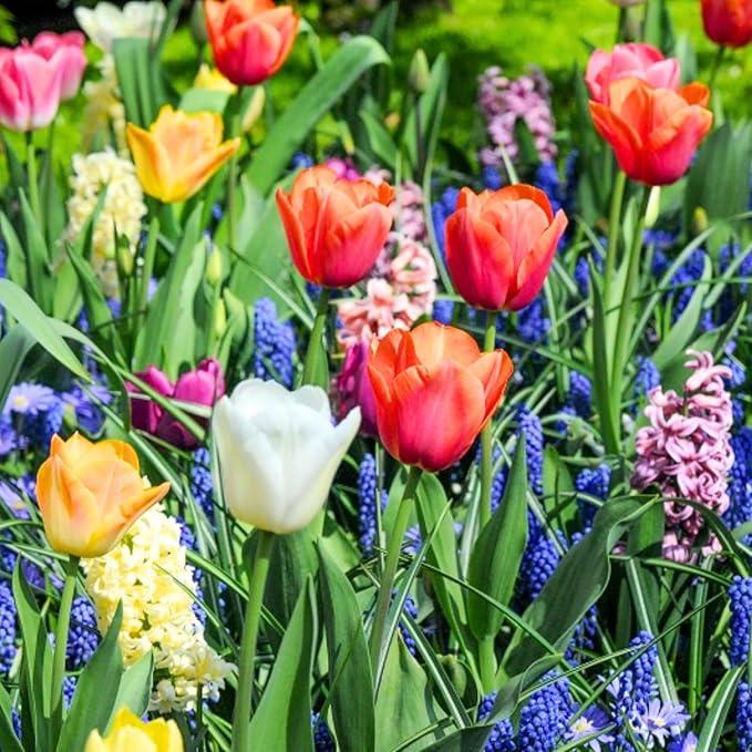 Flowers Bulbs for Fall Planting, Perennial Flower Bulbs, Early Spring Flower to Plant Outside, Colorful Blooms Groundcover Bulbs, Top Size (Multicolor)