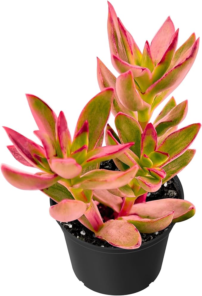 Sprout N Green Crassula rubricaulis Candy Cane, Live Succulent Fully Rooted in 2 inch Starter Pot, House Plant for Indoor Outdoor Home Office Wedding Decoration Party Favor