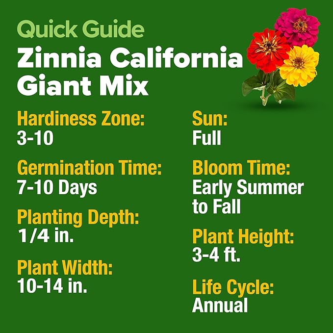 HOME GROWN Zinnia Seeds for 2026 - California Giant Mix - 14,600+ (4 oz) Plant Wildflower Blooms – Bulk Seeds for Planting Flowers Outside - Pollinator Gardens (Zinnia elegans)
