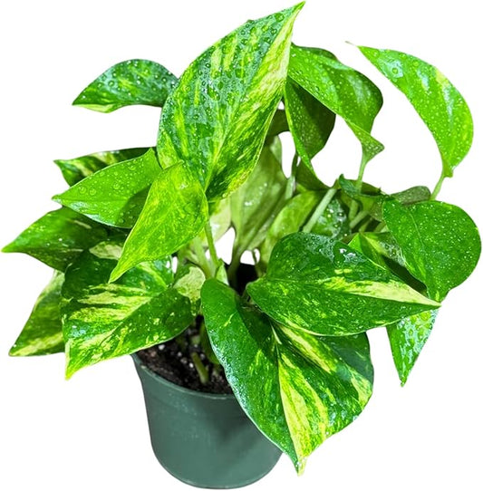 PLANTVERS Golden Pothos in a 4" Nursery Pot – Epipremnum Aureum – Live Vining Plant – Low Maintenance Indoor Plant – Air Purifying Houseplant – Easy Indoor Climbing Vine