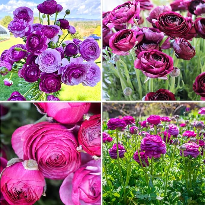 30 Ranunculus Bulbs for Fall Planting, Butterfly Ranunculus Corms, Peony Ranunculus Flower Bulbs for Garden, Vibrant Blooms in Spring (Purple Ranunculus)