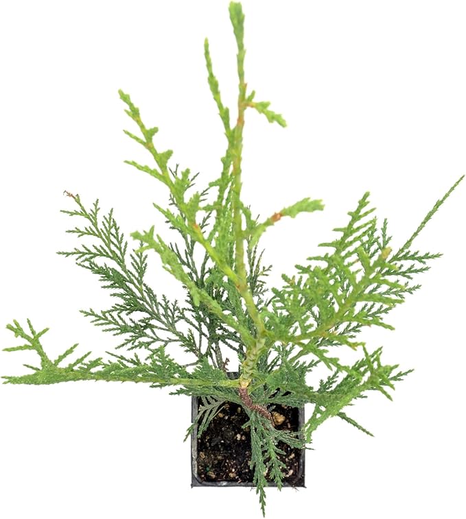 1 Murray Leyland Cypress in 3.5” Nursery Cubes (Cupressocyparis leylandii ‘Murrayii’) | Fast-Growing Evergreen Conifer Tree for Privacy Screens, Windbreaks & Borders | Ready-to-Plant