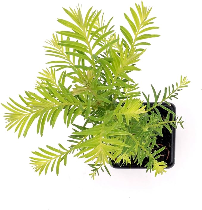 1 Coastal Redwood in 2.5” Nursery Cube (Sequoia sempervirens) | Majestic Evergreen Tree for Shade, Privacy & Wildlife Support | Ready-to-Plant Live Starter Plant