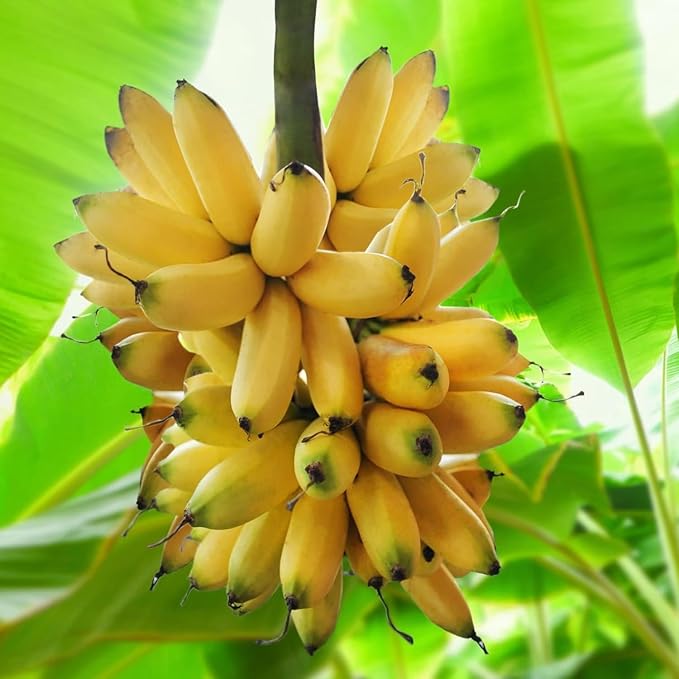 Tiny Banana Tree Live Plant, Cold Hardy Banana Plant Live, Tropical Banana Fruit Seedling, Well Rooted 4-8 Inch Tall