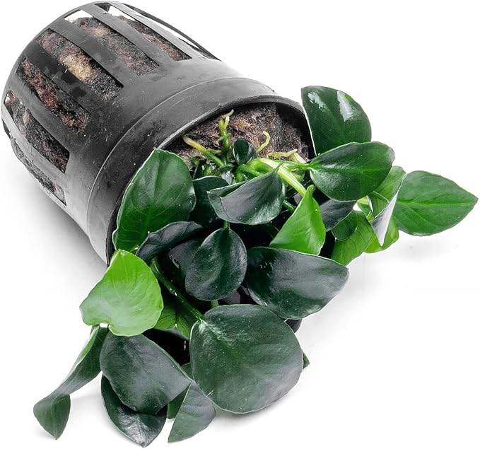SubstrateSource Anubias Live Aquarium Plants - Potted Freshwater Plant for Fish Tanks, Terrariums - Beginner Friendly Low Light (Barteri Petite Round, 1 Pot)