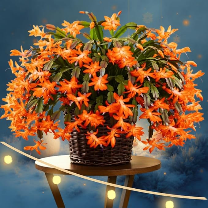 Thanksgiving Cactus Plants Live in 4" Pot, Holiday Christmas Cactus, Colorful Indoor Houseplant, Zygocactus Like, Ready to Bloom (Orange)