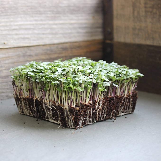 Bulk Salad Mix Microgreens Seeds – 1 LB – Non-GMO Blend of Broccoli, Kale, Kohlrabi, Cabbage & Arugula – High-Germination for Indoor Micro Greens, Hydroponic Growing & Home Gardening