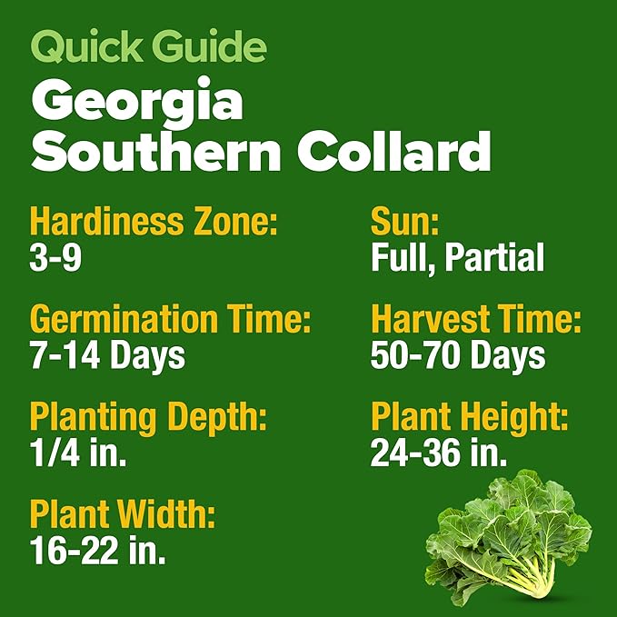 HOME GROWN Collard Greens Georgia Southern - 300 High Germination Heirloom Seeds for Planting in Your Vegetable Garden (Brassica oleracea)