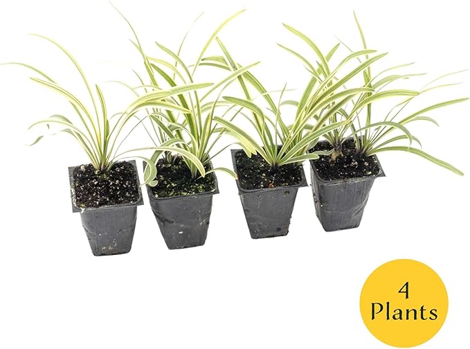 4 Pacific Grove Agapanthus in 3.5” Nursery Cubes (Agapanthus ‘Pacific Grove’) | Variegated Evergreen Perennial for Borders, Beds & Containers | Ready-to-Plant Live Starter Plants