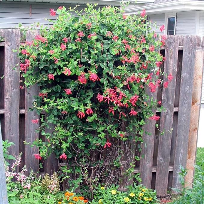 Red Coral Honeysuckle Live Plant Well-Rooted, 5-9" Red Honeysuckle Plant Live, Honeysuckle Vine Bush for Planting, Bush Honeysuckle