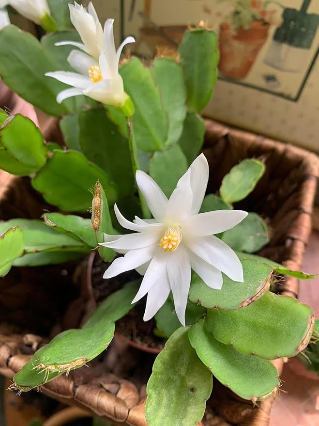 Easter Cactus Plants Live, Easter Cactus - 4 to 6 Inch Tall Houseplant Succulent Cactus Flower Plants, No Pot (White Flowers)