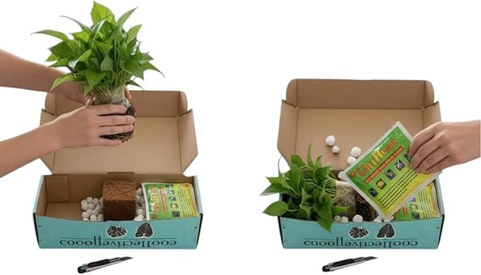 CoollectivePlants Aglaonema Live Plant Combo (4 Pack) – Grower’s Choice Assorted Chinese Evergreen Indoor Houseplants in 4″ Grower’s Pots - Includes UniHeat Pack for Winter Protection