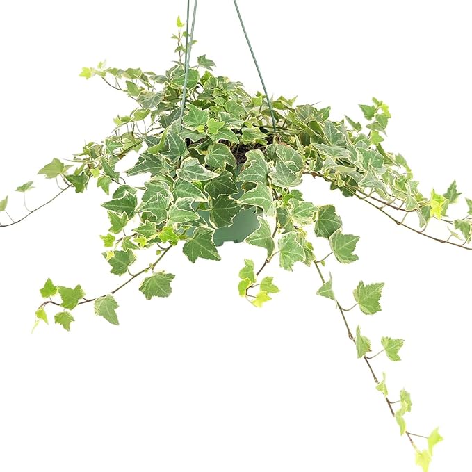 Glacier English Ivy (4" Minimalist Pot w. Saucer) - Trailing Indoor Houseplants - Eye-catching Ivy Plants - Live Healthy Trailing Houseplant for Home Office Decoration