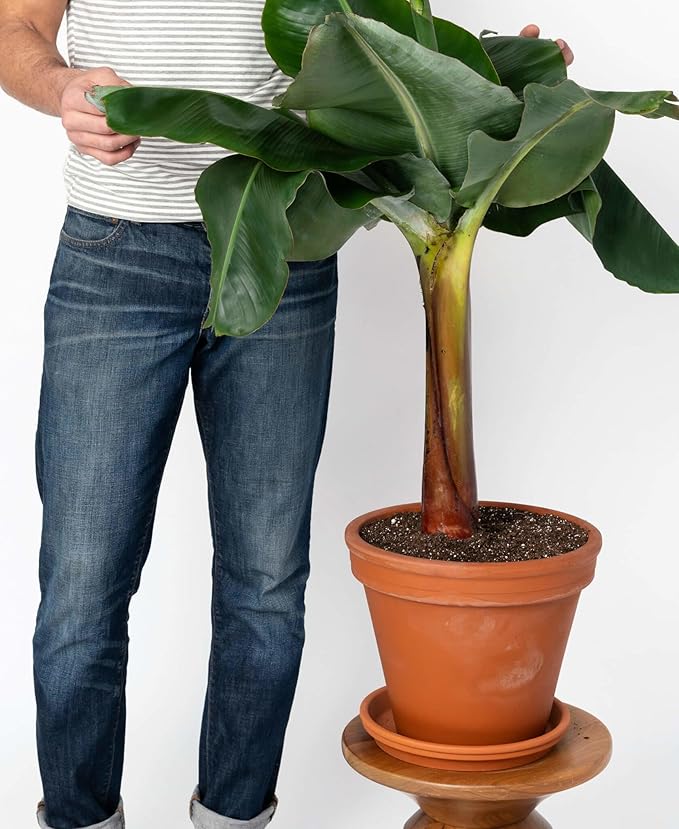 Gardenera Organic Banana Tree Soil Mix - Specially Designed for Thriving Banana Plants - Nutrient-Rich Blend for Healthy Root Development and Lush Foliage (2 Quart)