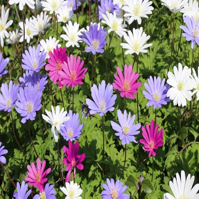 Amazing Deal! Anemone Blanda “Fireworks” Bulbs – Colorful Perennial Flowers | Shade-Loving Windflowers in Purple, White, Pink & Blue | Attracts Butterflies & Bees | Zones 3–8 (15 Bulbs)