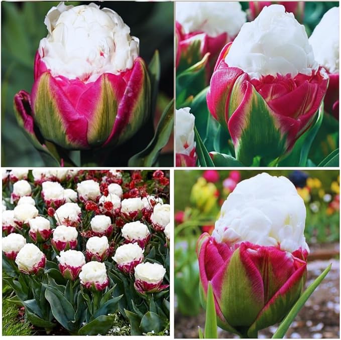 15 Ice Cream Tulip Bulbs for Fall Planting, Tulip Spring Flower Bulbs Perennial Outdoor, Colorful Blooms Groundcover Bulb