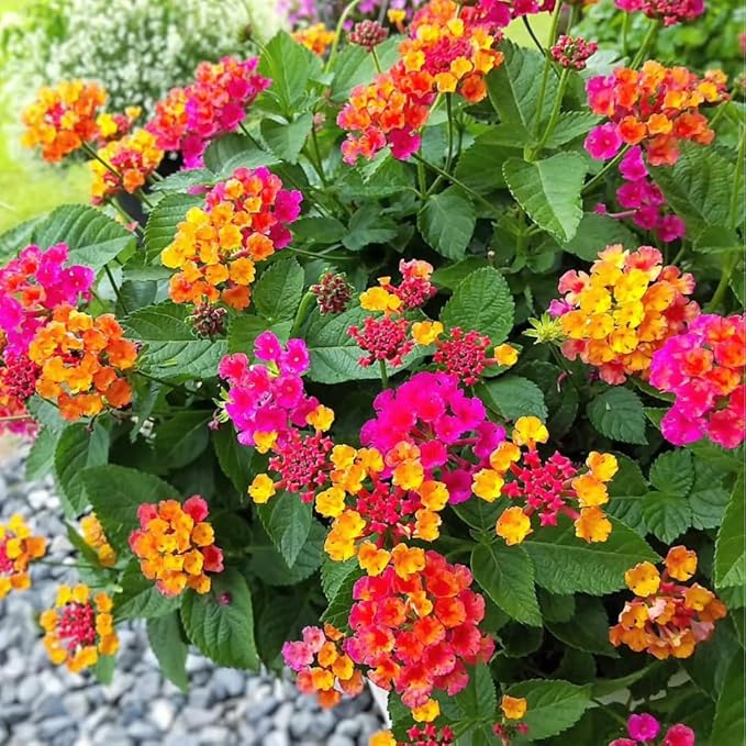 2 Trailing Lantana Plants Live, Lantana Live Plants for Planting Outdoors Between 5 and 7 Inc Long Garden (Orange)