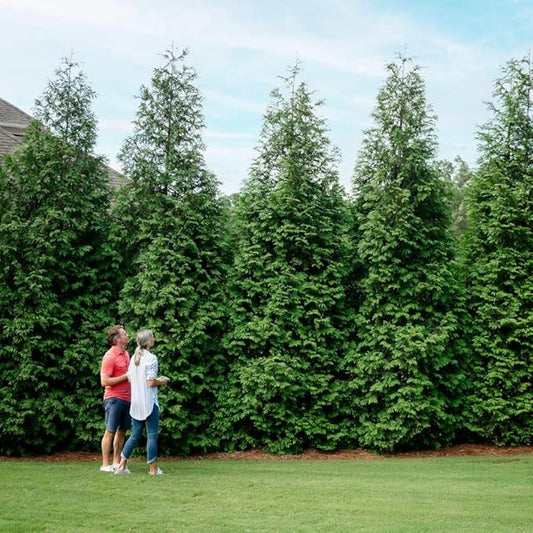 Brighter Blooms - Thuja Green Giant Arborvitae, 1-2 ft. - No Shipping to AK, AZ, HI, OR