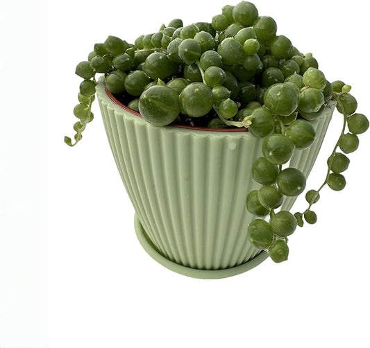 4" String of Pearls with Green Stripe Pot, Live Trailing Succulent House Plant for Home Office Wedding Hanging Decoration, DIY Projects, Party Favor