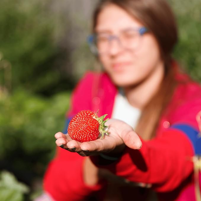 Seascape Strawberry Plants - Great for Planters - Day Neutral (Heavy Producer) - Bare Root Strawberry Plants from Hand Picked Nursery (15)