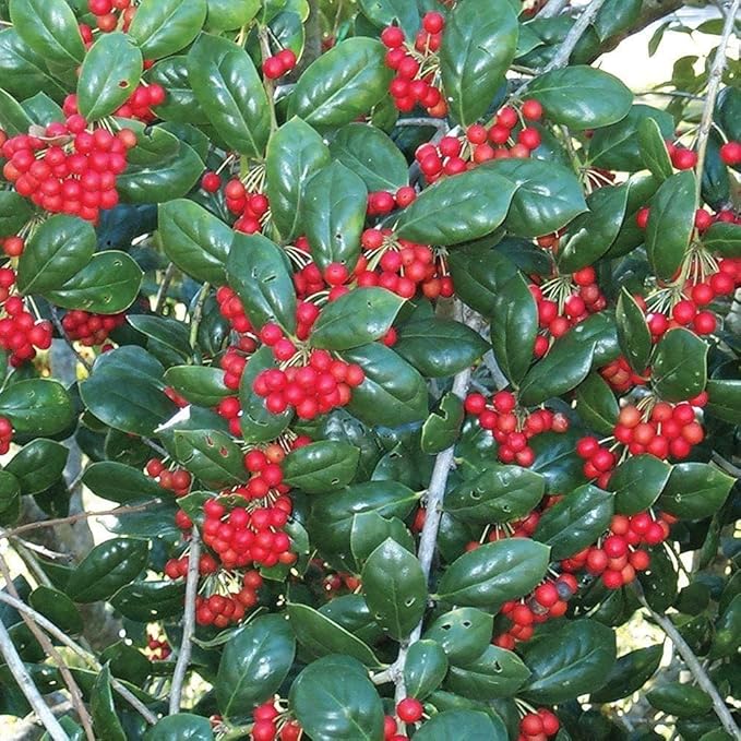 Dwarf Burford Holly - 3 Live Plants - Ilex Burfordi Evergreen Hedge Red Berries Tree Shrub