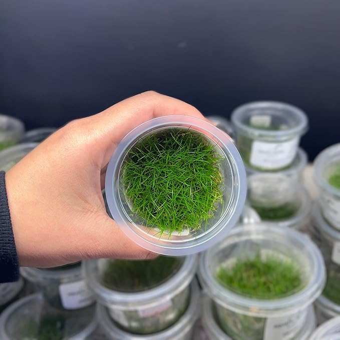 SubstrateSource Live Plant - Dwarf Hairgrass Eleocharis Belem Tissue Culture Aquatic Live Aquarium Plant - 100% Snail Free in Vitro Cup (Dwarf Hairgrass)
