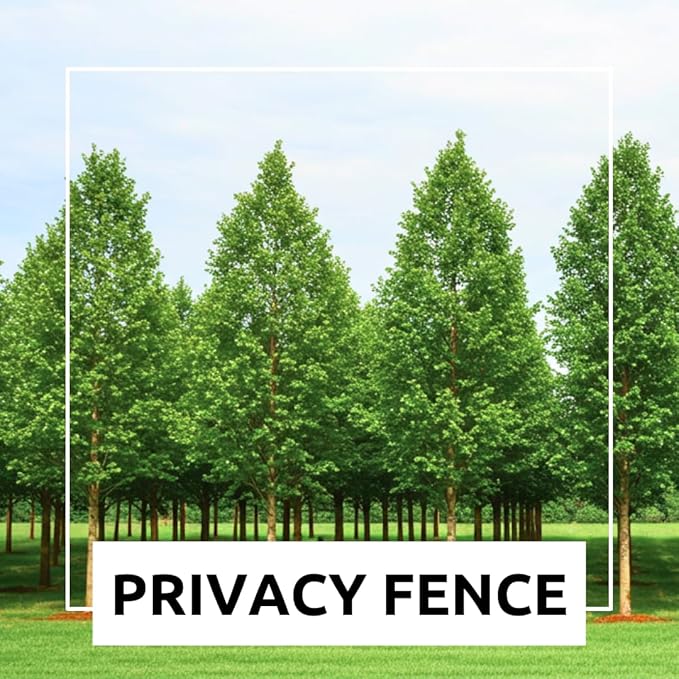 Hybrid Poplar Tree Seedlings for Planting - Fast Growing Privacy and Shade Trees (2 Trees)