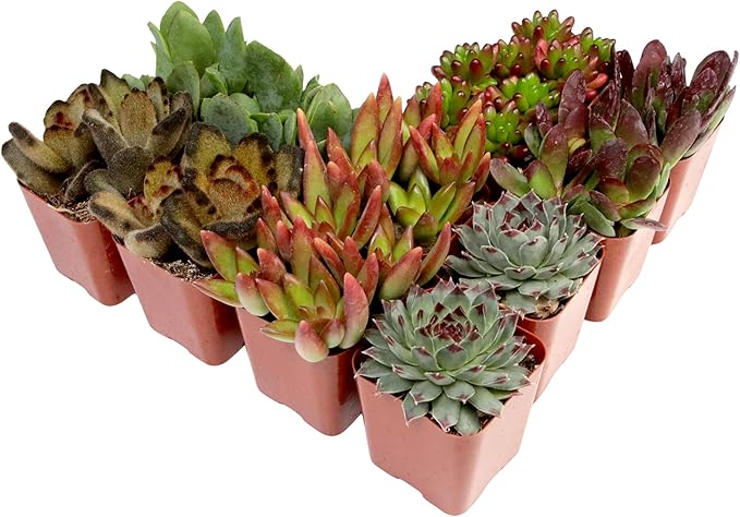 Altman Plants, Live Succulents Plants Live Houseplants (12PK), Succulents Live Plants Live House Plants Indoors Live, Live Cactus Plants Live Cacti Succulent Plants Live Indoor Plants Live Houseplants