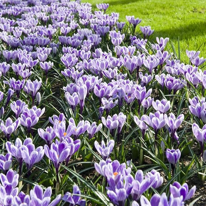 King of The Striped Crocus Flower Bulbs - 10 Bulbs per Pack - Naturalizing - Perennializing