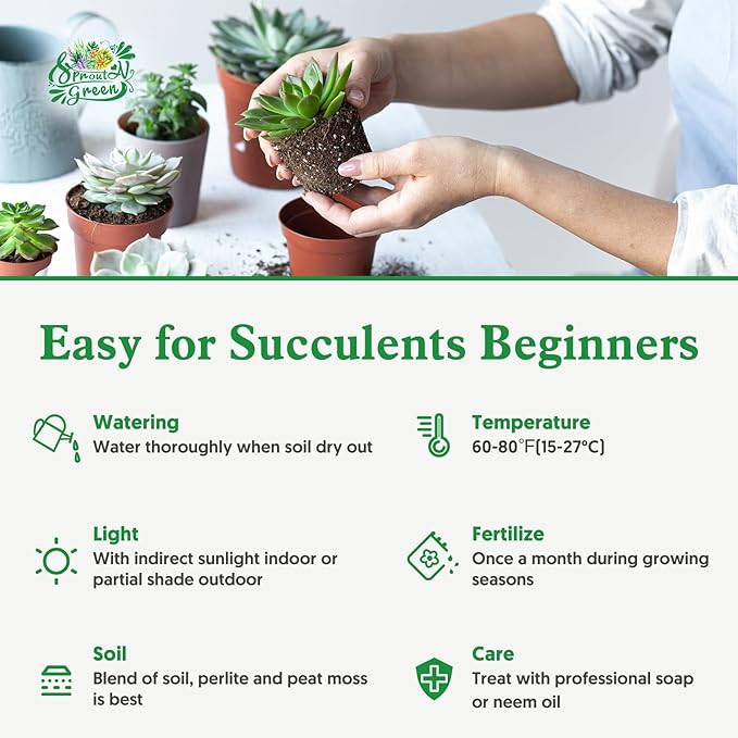 Sprout N Green Echeveria Sweet Orange, Rare Live Succulent Plant Fully Rooted with Soil, Home Office Indoor Outdoor Wedding Decoration DIY Projects Party Favor