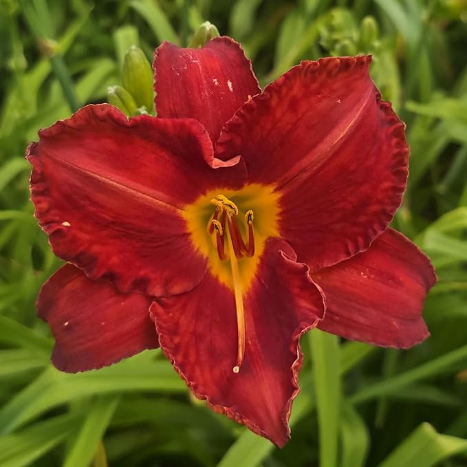 Chicago Apache Daylily Flower Bulbs – Bright Red Ruffled Blooms with Yellow Center – Rabbit-Resistant Hardy Perennial (Zones 3–9) Fall Planting Spring Blooming