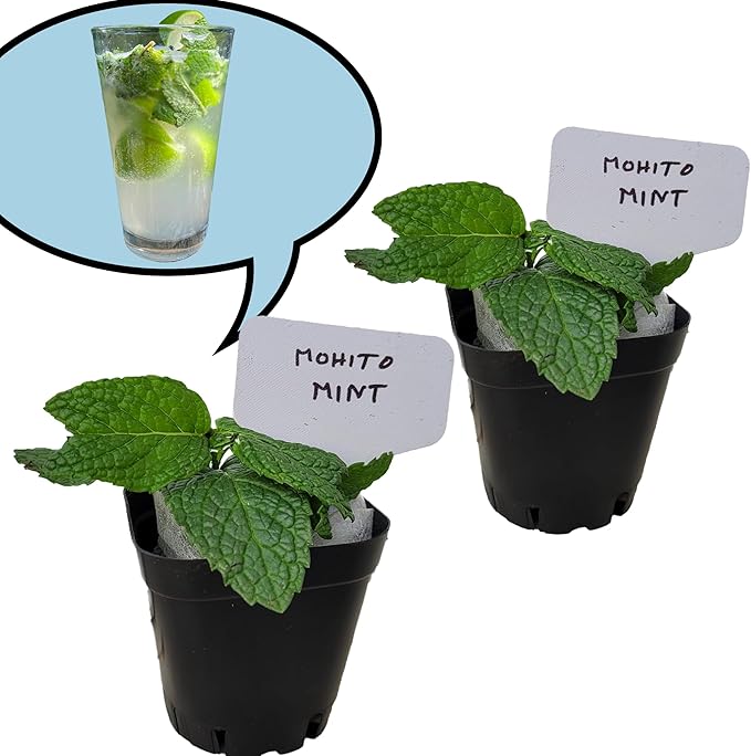 Generic Mojito Mint Plants. Live, Fragrant, Fresh, Edible. Easy Grow. Indoor/Outdoor. (2 mohito Mint Cups)