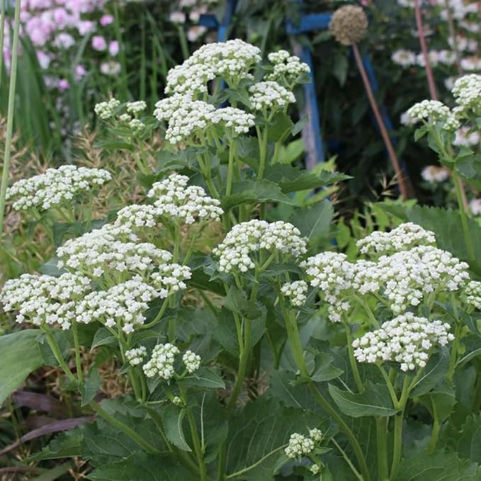 2 Milkweed Plants Live, Live Milkweed Plants, Asclepias Tuberosa Plant, 5 to 8 Inc Tall, Outdoors Gardening (White)
