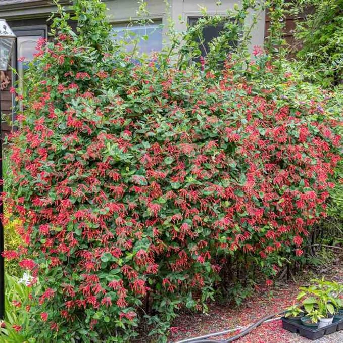 2 Mix Honeysuckle Plants Live, Fragrant Honeysuckle Climbing Vine for Garden, Trellis, or Fence, Starter Plugs 4-8 Inch (Red Blooms)