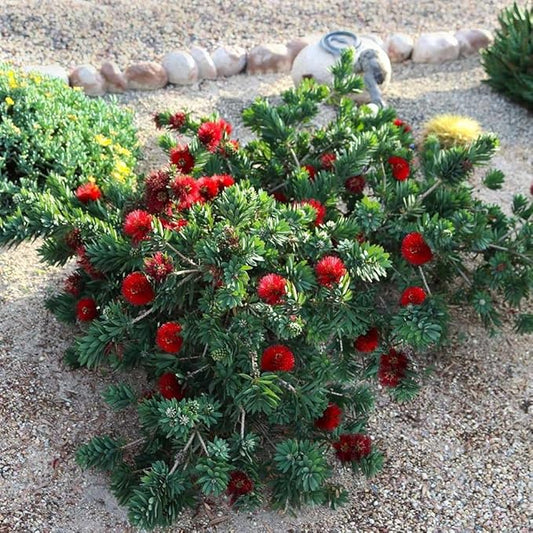 Bottlebrush Red Cluster | 2 Extra Large 3 Gallon Plants | Callistemon | Drought Tolerant Shrub, Evergreen Foliage, Vibrant Red Blooms, Low Maintenance Plant, Attracts Hummingbirds, Landscaping