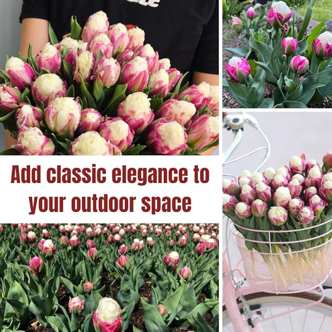 15 Ice Cream Tulip Bulbs for Fall Planting, Tulip Spring Flower Bulbs Perennial Outdoor, Colorful Blooms Groundcover Bulb