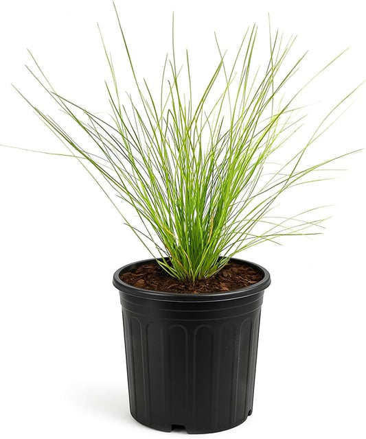 Longleaf Pine Tree | 3 Large Gallon Size Plants | Pinus Palustris | Fast Growing, Southern Yellow Evergreen, Ornamental Landscaping, Drought Tolerant, Native Habitat, Wildlife Friendly