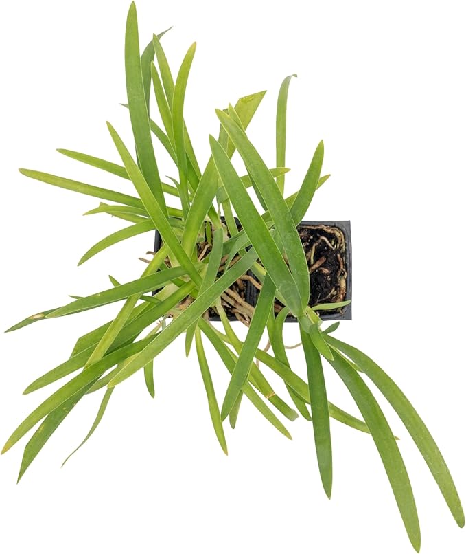 2 Frederick Street Park Agapanthus in 2.5” Nursery Cubes (Agapanthus ‘Frederick Street Park’) | Compact Semi-Evergreen Perennial for Borders, Containers, and Pollinator Gardens | Ready-to-Plant