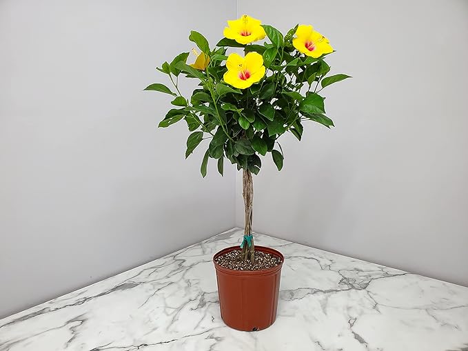 Braided Yoder Yellow Hibiscus Tree - Yellow Hibiscus Flowers - Overall Size 36" to 42" - Live Plant - Tropical Plants of Florida (Plant)