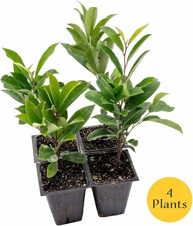 4 Dwarf Carolina Cherry Laurel in 3.5” Nursery Cubes (Prunus caroliniana ‘Compacta’) | Evergreen Shrub for Privacy Hedges, Screens, and Ornamental Landscaping | Ready-to-Plant Live Starter Plants