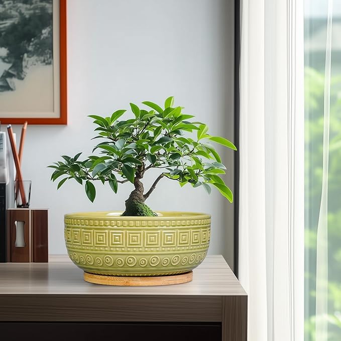 G EPGardening Bonsai Tree Pot - 8 Inch Ceramic Planter for Indoor Plants Flower, Shallow Round Succulent Bowl with Drainage and Saucer, Boho Office Decor, Gifts for Plant Lovers, Green