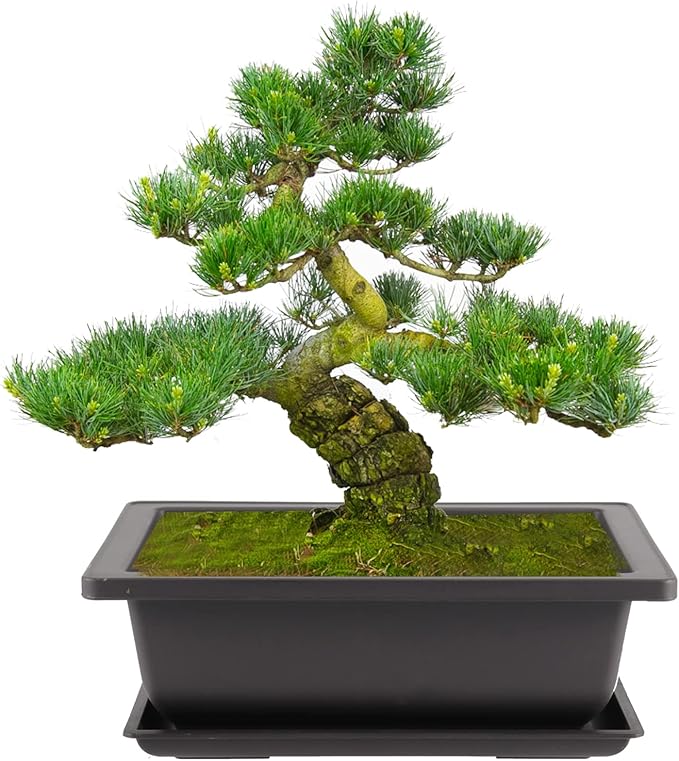 20 PCS 9 Inch Bonsai Training Pots, Rectangular Bonsai Plants Growing Pot with 20 Humidity Trays and Drainage Built-in Mesh for Garden, Yard, Office, Porch, Balcony, Home Decoration
