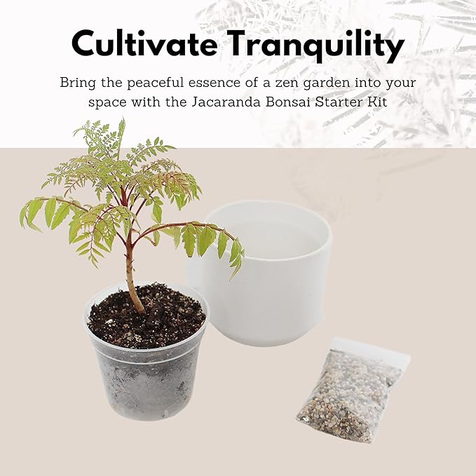 My Shelfie Bonsai Tree Blue Jacaranda Starter Kit, 3 Inch Pot, White Ceramic Planter with Sand Topper