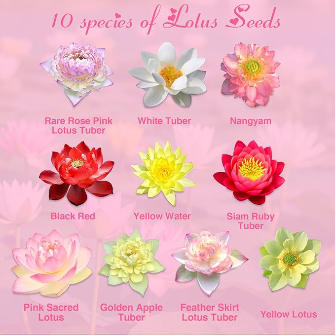 100pcs Lotus Seeds for Planting - 10 Unique Varieties, Mixed Colors Loto de cuenco semillas, Includes Detailed Planting Guide, Perfect for Ponds, Water Gardens & Gifts, High Germination