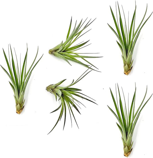 ragnaroc Air Plants - Tillandsia Fasciculata Tricolor, Large 4-6" - 5ct - Live Arrival Guaranteed - House Plants for Home Decor & Gift