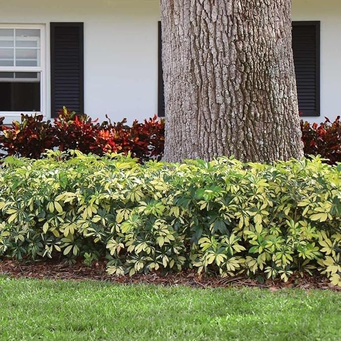 Arboricola Variegated Schefflera Trinette I 20 Live Plants I Vibrant Green & Yellow Foliage, Easy-Care Indoor & Outdoor Plant, Air-Purifying, Ideal for Home