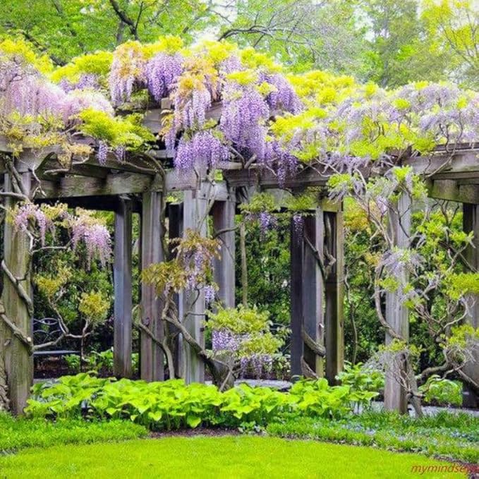 2 Wisteria Tree Live Plant for Planting, 6 to 12 Inch Tall, Wisteria Vine Live Plant, Perennial Flowering Plant, Well Rooted, Potted
